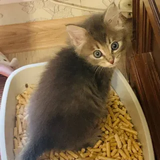 Pibimpab whatsapp stickers