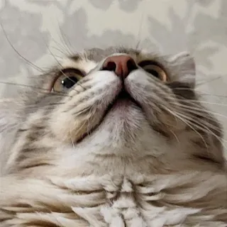 😳 f2cb2261 gatto, animale domestico, animale, gatto domestico, mammifero, carino telegram sticker