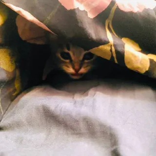 🐅 f36a8d5a gatto, gattino, carino, nascosto, coperta, animale, animale domestico, gatto domestico telegram sticker