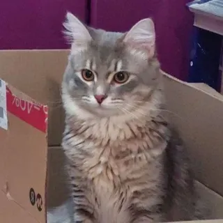 😐 fb8d4be7 gatto, scatola, gattino, animale domestico, animale, gatto grigio telegram sticker