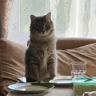 🍔 ff1e0667 gatto, animale domestico, pasto, tavolo, carino, animale domestico telegram sticker