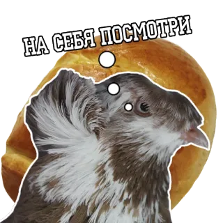 😡 284e22f6 НА СЕБЯ ПОСМОТРИ burung, merpati, roti, humor, lihat dirimu, lucu telegram sticker