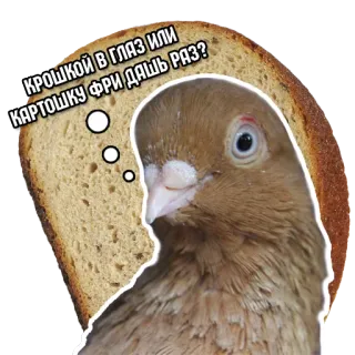 🙃 4ea50285 КРОШКОЙ В ГЛАЗ ИЛИ КАРТОШКУ ФРИ ДАШЬ РАЗ? merpati, roti, makanan, hewan, burung, lucu telegram sticker