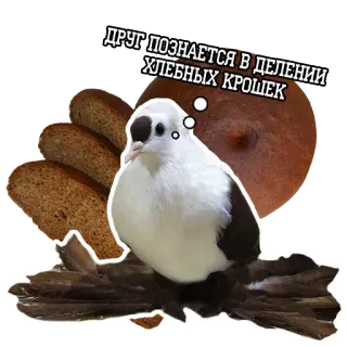 👫 5cf55a28 ДРУГ ПОЗНАЕТСЯ В ДЕЛЕНИИ ХЛЕБНЫХ КРОШЕК burung, roti, persahabatan, makanan, teks, merpati, hewan, imut telegram sticker