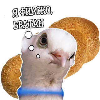 😵 6e83bdbb Я ФИАСКО, БРАТАН burung, merpati, kegagalan, gagal, meme, roti telegram sticker