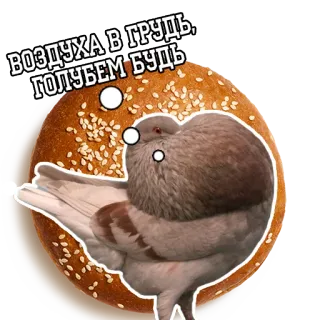 💪 83eaedca ВОЗДУХА В ГРУДЬ, ГОЛУБЕМ БУДЬ merpati, burung, binatang, lucu, meme telegram sticker