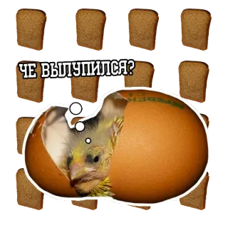 Pigeon and philosophy telegram stickers