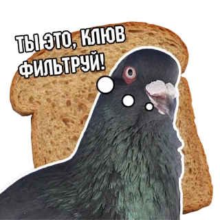 😒 a4577771 ТЫ ЭТО, КЛЮВ ФИЛЬТРУЙ! merpati, burung, roti bakar, lucu, hewan, meme telegram sticker