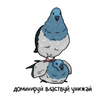 🕊 d0e28a98 доминируй властвуй унижай голубь, птицы, доминировать, править, унижать telegram sticker