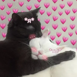 😚 0de1e1fa *Я* *Ты* gatos, amor, cariño, corazones, lindo telegram sticker