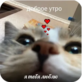 🐱 3b6f2509 доброе утро
я тебя люблю gato, amor, corazón, mañana, lindo, mascota telegram sticker