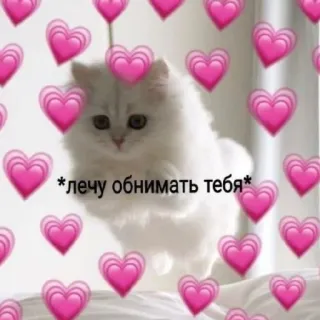 🤗 4c3b1918 *лечу обнимать тебя* gato, corazones, lindo, amor, animal telegram sticker