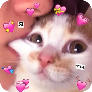 🥰 6592ee5a Я ТЫ gato, amor, lindo, corazón, meme telegram sticker