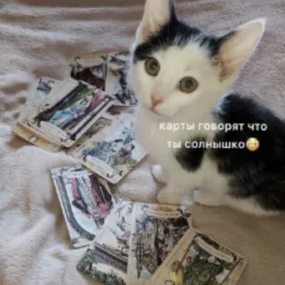 😍 7587492b карты говорят что ты солнышко gato, cartas, tarot, lindo, animal telegram sticker