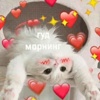 🥱 7843406e ГУД МОРНИНГ gato, corazones, mañana, lindo, ruso telegram sticker