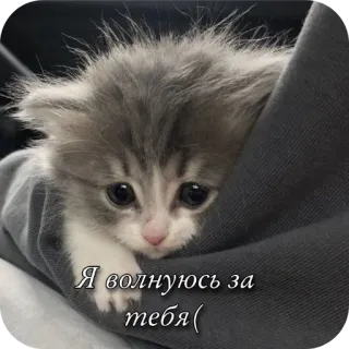 🐱 897f5aa4 Я волнуюсь за тебя( gato, gatito, triste, lindo telegram sticker