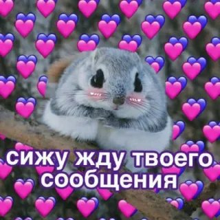 Котики soniki by @ytsonyario telegram stickers