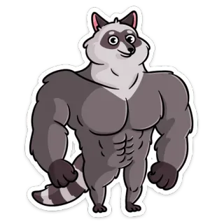 💪 7770d4c8 แรคคูน, ล่ำ, มีกล้าม, สัตว์, การ์ตูน telegram sticker