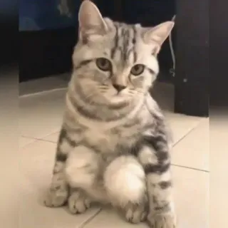 😺 02bea88e 고양이, 새끼 고양이, 애완동물, 동물, 귀여운, 고양이과, 반려동물 telegram sticker