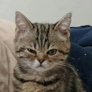 😺 0bc886a6 고양이, 동물, 애완동물, 새끼 고양이, 귀여운, 집고양이, 얼룩 고양이 telegram sticker