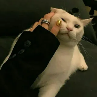 😺 0cf19b7d 고양이, 흰 고양이, 애완동물, 동물, 손, 집고양이 telegram sticker