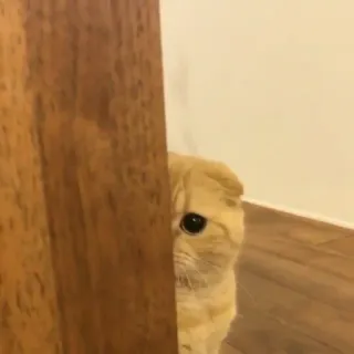 😺 0fb56f78 고양이, 동물, 애완동물, 엿보기, 숨기, 문, 귀여운 telegram sticker