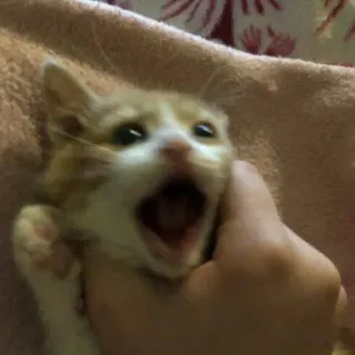 😺 18ce7b2d 고양이, 새끼 고양이, 동물, 애완동물, 귀여운, 비명, 입 벌림, 주황색 telegram sticker