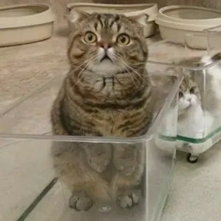 😺 19e47ab2 고양이, 동물, 애완동물, 웃긴, 귀여운, 집고양이, 얼룩 고양이 telegram sticker