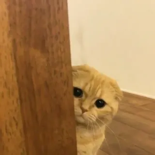 😺 299c1f79 고양이, 귀여운, 애완 동물, 동물, 빼꼼, 사랑스러운, 고양이과 telegram sticker