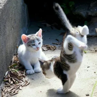 😺 34eed40b 새끼 고양이, 고양이, 동물, 귀여운, 장난기 많은, 애완 동물 telegram sticker