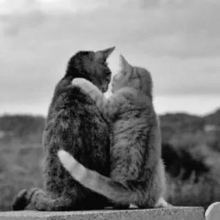 😺 3becb0ef 고양이, 포옹, 동물, 애완 동물, 사랑, 애정 telegram sticker