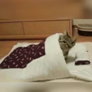 😺 43619241 고양이, 담요, 애완 동물, 동물 telegram sticker