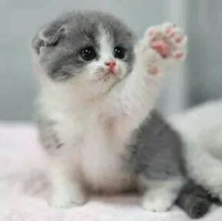 😺 4da5cd24 새끼 고양이, 고양이, 귀여운, 동물, 애완 동물, 발 telegram sticker