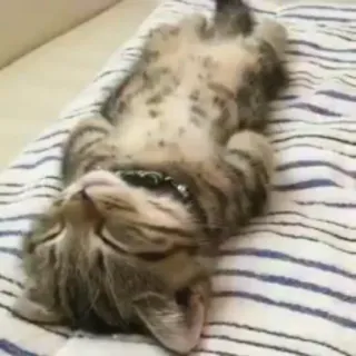 😺 5286fe6a 고양이, 새끼 고양이, 자는, 귀여운, 애완 동물, 동물, 줄무늬 telegram sticker