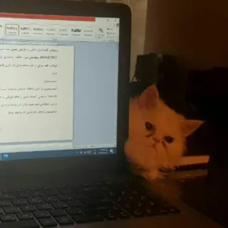 😺 55295351 고양이, 노트북, 페르시안 고양이, 컴퓨터, 애완 동물, 동물 telegram sticker
