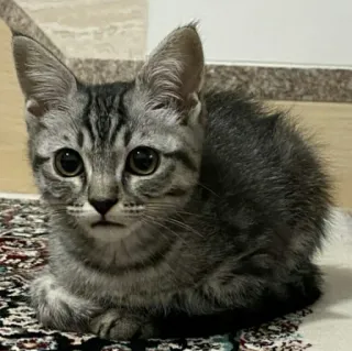 😺 62a9e3f3 고양이, 새끼 고양이, 애완동물, 동물, 집고양이, 고양이과, 귀여운 telegram sticker