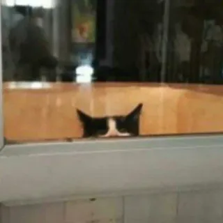 😺 631446fb 고양이, 창문, 동물, 애완동물, 흑백, 보는 telegram sticker