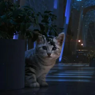 😺 6e742d61 고양이, 새끼 고양이, 동물, 애완 동물, 귀여운, 집고양이, 고양이과 telegram sticker