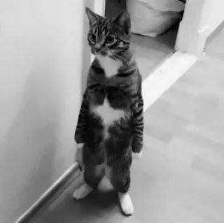 Pishi - @Stickerabad telegram stickers