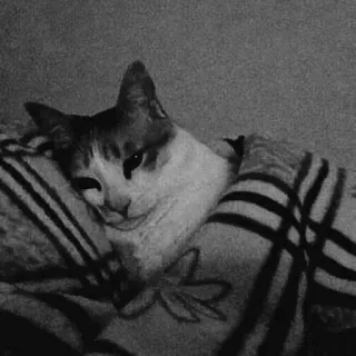 😺 7d1ad0ef 고양이, 동물, 애완동물, 집고양이, 수면, 담요 telegram sticker