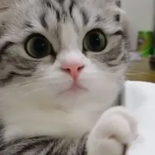 😺 7d6a43c5 고양이, 새끼 고양이, 동물, 귀여운, 애완 동물, 고양이, 가정 telegram sticker