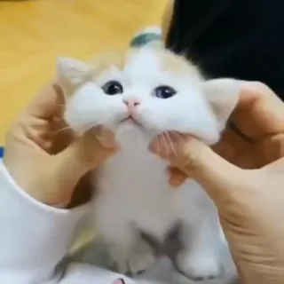 😺 855a2906 새끼 고양이, 고양이, 애완동물, 동물, 귀여운, 반려동물, 포유류, 작은 telegram sticker