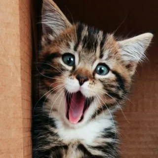 😺 8cbb9efc 새끼 고양이, 고양이, 애완동물, 동물, 귀여운, 얼룩 고양이 telegram sticker