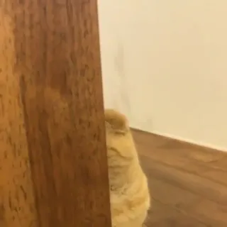 😺 a1c0eee9 고양이, 주황 고양이, 애완 동물, 동물, 숨기, 빼꼼, 벽 telegram sticker