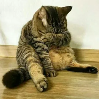 😺 a5de1b4d 고양이, 애완동물, 동물, 집고양이, 고양이과, 얼룩 고양이, 앉아있는 고양이 telegram sticker