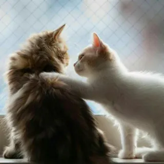 😺 a8d120fb 고양이, 새끼 고양이, 동물, 우정, 귀여운, 애완 동물 telegram sticker