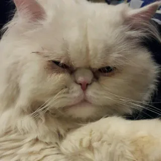 Pishi - @Stickerabad whatsapp stickers