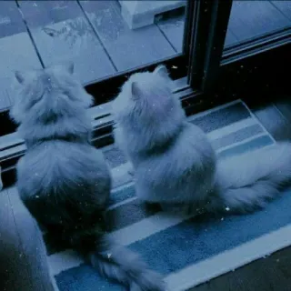 😺 bbcb602a 고양이, 고양이들, 애완동물, 동물, 폭신한, 집고양이 telegram sticker