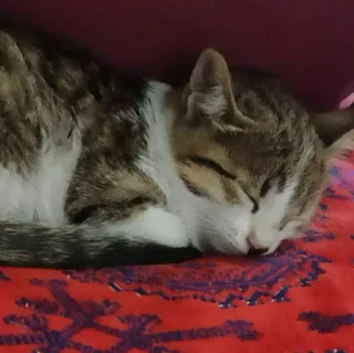 😺 c9825e4a 고양이, 잠자는, 동물, 집고양이, 얼룩 고양이, 새끼 고양이 telegram sticker