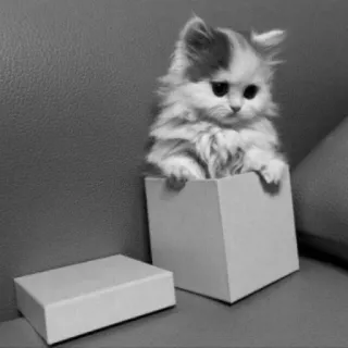 😺 cd68f173 고양이, 새끼 고양이, 상자, 귀여운, 동물, 애완 동물 telegram sticker